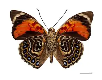 Description de cette image, également commentée ci-après