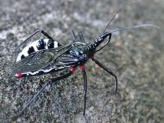 Description de cette image, également commentée ci-après