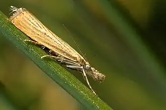 Description de l'image Agriphila.straminella.jpg.