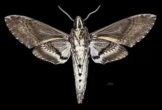 Mâle, face ventrale.