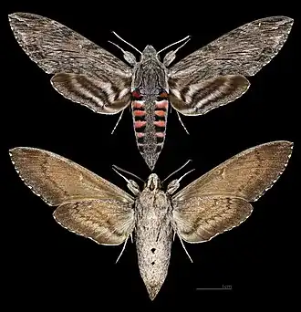 Description de cette image, également commentée ci-après