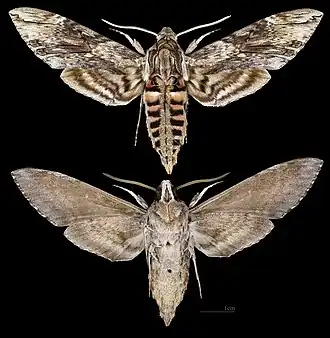 Description de cette image, également commentée ci-après