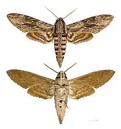 Agrius convolvuli - MHNT