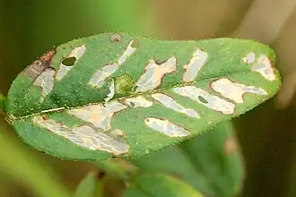 Description de cette image, également commentée ci-après