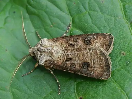 NoctuinaeAgrotis clavis