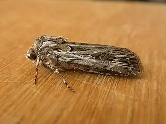 Description de l'image Agrotis radians 2.jpg.