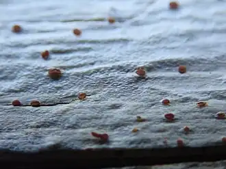 Description de l'image Agyrium rufum 63877747.jpg.