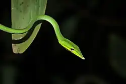 Serpent liane nasique (Ahaetulla nasuta)