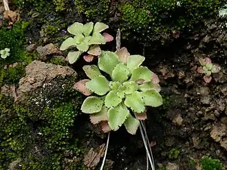 Description de l'image Aichryson bollei 256744785.jpg.