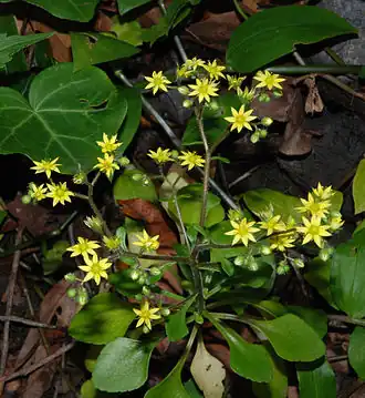 Description de l'image Aichryson punctatum.jpg.