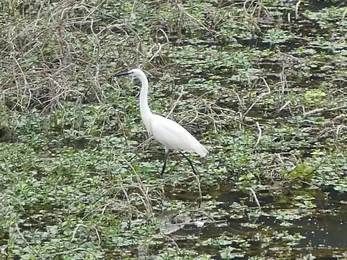 Une Aigrette garzette sur le même site.