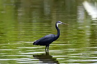 Aigrette noir Reserve naturelle de la grande Niayes de Pikine