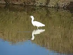 Aigrette garzette dans un marais salant de La Turballe.