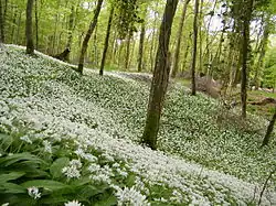 Ail des ours, en Forêt de Crécy.