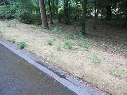 photographie d'un bas-côté d'une route.