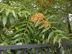 Photographie en couleurs du détail de fruits orangés, disposés en grappes pendantes.