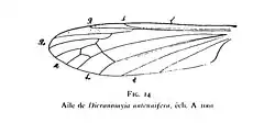 Aile de Dicranomyia antennifera éch. A1001 Nicolas Théobald 1937 p.344.