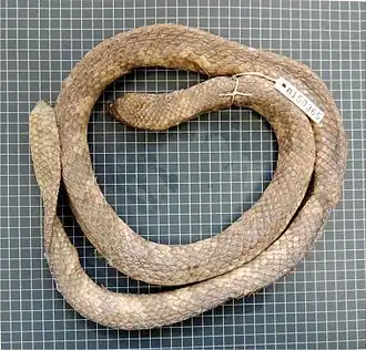 Description de l'image Aipysurus foliosquama (WAM R150365) from Barrow Island.jpg.