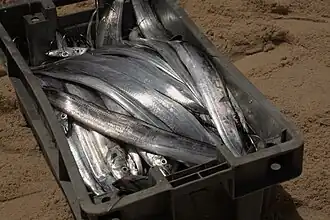 Caisse poisson plage de Cayar