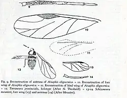 Aixaphis oligocenica N. Théobald, Tetraneura provincialis N. Théobald, Schizoneura. Dessins d'Ole E. Heie en 1970