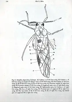 Aixaphis oligocenica - dessin d'Ole E. Heie en 1970.