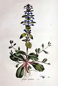 Jan Kops - Flora Batava, Volume 16, (1800)