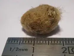 Noyau de l'akène séparé des graines.