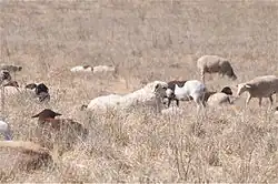 Un Akbash au travail