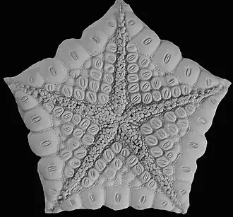 Face orale d'Akelbaster caledoniae : cette espèce possède de gros pédicellaires bivalves sur presque toutes les plaques squelettiques