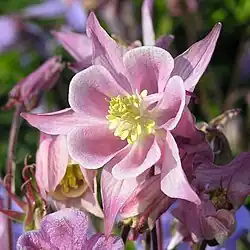 Aquilegia vulgarisforme rose.