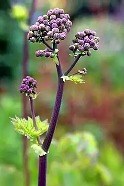 Gros plan sur une Colombine plumeuse en bouton, dite aussi Pigamon à feuilles d'ancolie (Thalictrum aquilegifolium), Musée de Petra