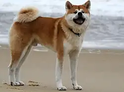 Akita inu mâle.