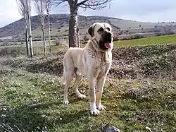Un Mastiff d'Anatolie.