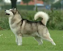 Malamute de l'Alaska.