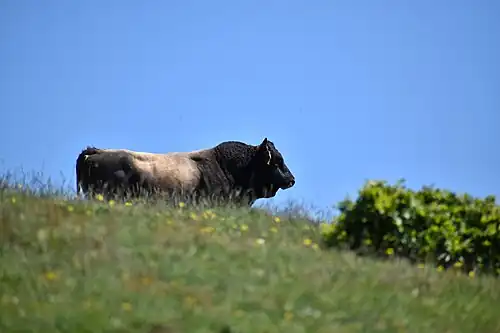 Taureau au Pic du Neoulous.