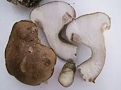 Chair immuable à la coupe (ne changeant pas de couleur), très amère.