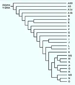 Description de l'image Albero Y-DNA.jpg.