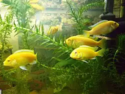 groupe, forme dégénérée de sélection "albinos"