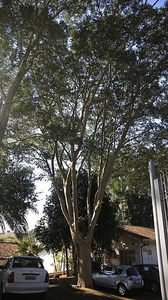 Description de cette image, également commentée ci-après