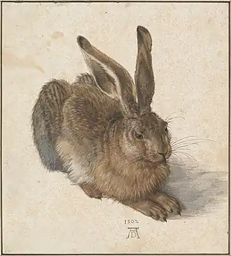 Albrecht Dürer, Le Lièvre