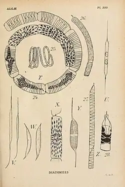 Divers Rhizosolenia(d'après H. Coupin)
