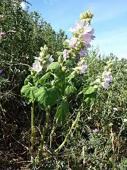 Alcea biennis (= A. pallida)