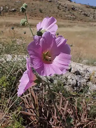 Description de l'image Alcea setosa kz04.jpg.