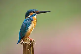 Martin-pêcheur d'Europe