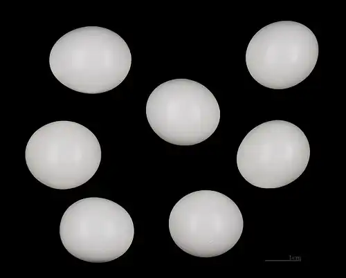 Œufs de Martin-pêcheur d'Europe au muséum de Toulouse.