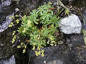 Description de l'image Alchemilla alpigena DSCF1503.JPG.
