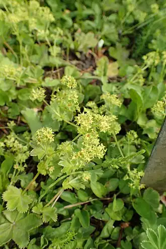 Description de l'image Alchemilla fulgens kz02.jpg.