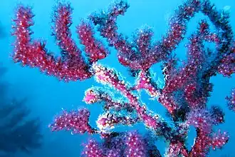 Alcyonium coralloides sur Paramuricea clavata