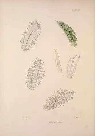 Description de l'image AlderHancockFam3Plate22.jpg.