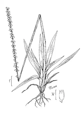 Description de l'image Aletris aurea drawing.png.